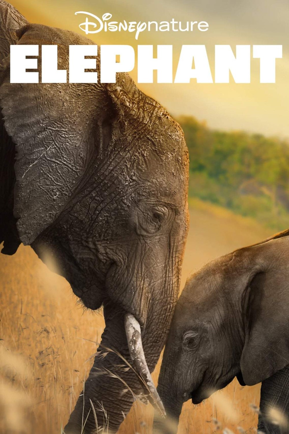 Elephant (2020)
